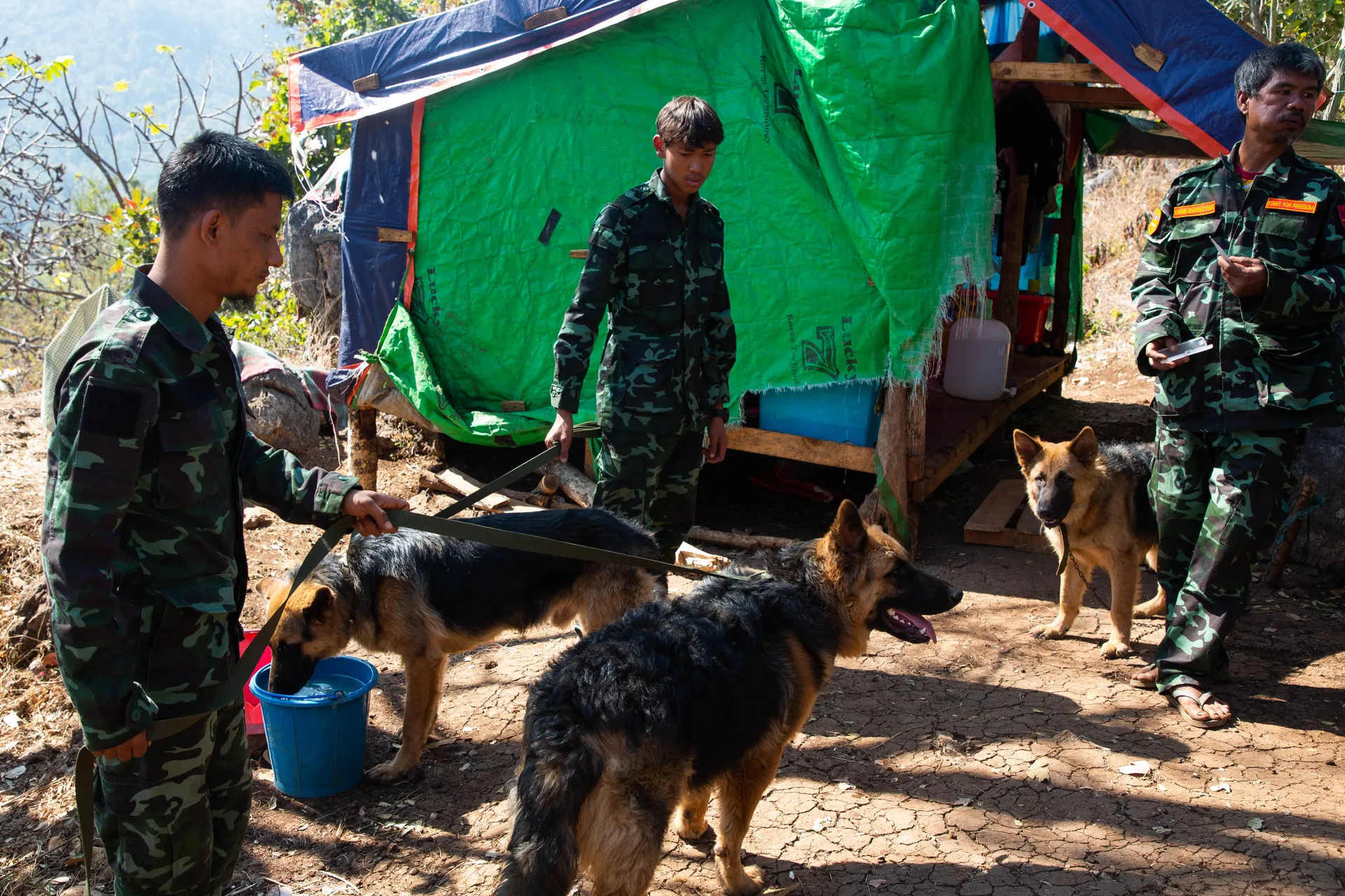 On January 23, 2023, mine-detection dogs being trained to clear mines on the frontlines by the Karenni Revolution Union (KRU) were seen at a training camp in a location in Karenni State.